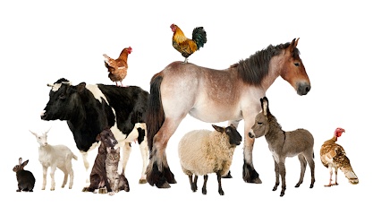 Veterinária Integral