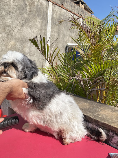 Creche Hotel de Cães Ambiente Aconchegante